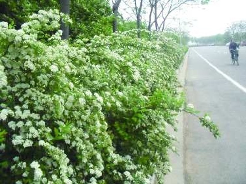 春天的脚步近了,绿化苗木行业也迎来了新的发展机遇