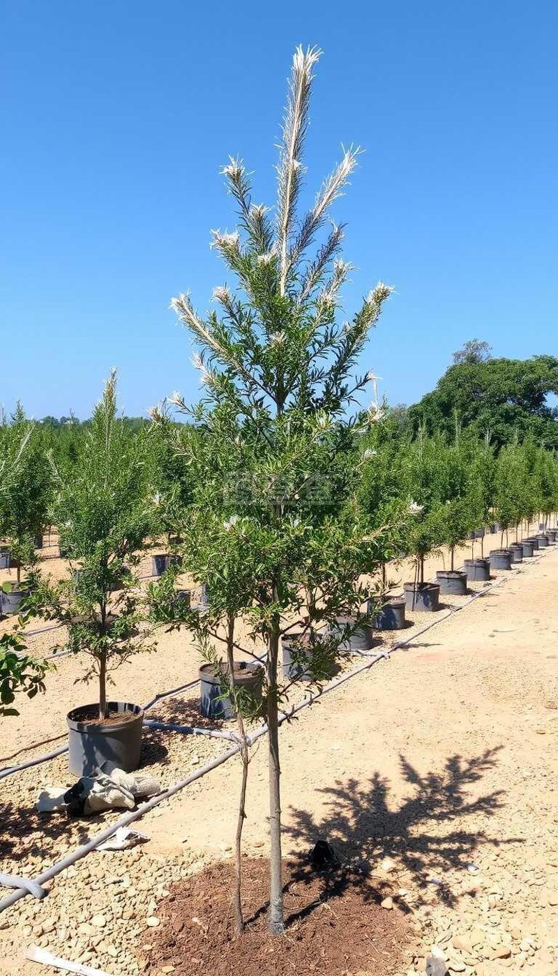 阜阳苗木:绿化城市的绿色使者